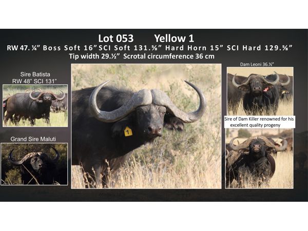 ~/upload/Lots/154593/AdditionalPhotos/7trqp3sjdxw3y/053yellow1tree_t600x450.jpg